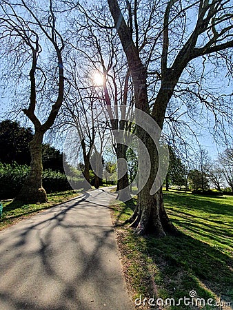 haunted trees in sun shine light park path jogging running wild nature beautiful charming Stock Photo