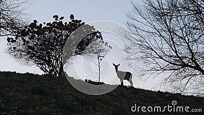 Haunting Nature Silhouette Stock Photo