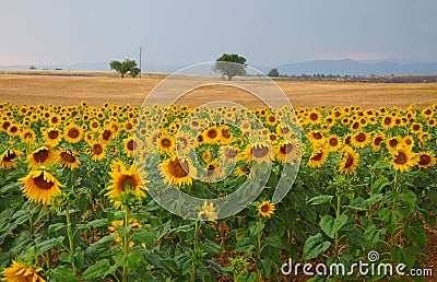 Haute Provence Stock Photo