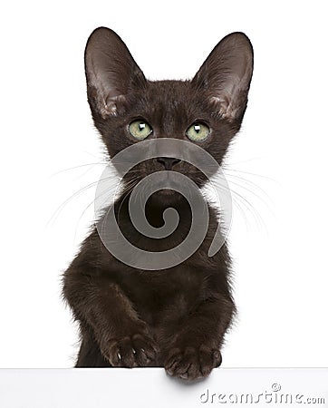 Havana Brown kitten getting out of a box Stock Photo