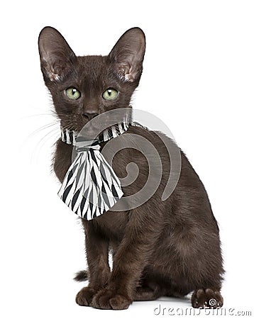 Havana Brown kitten wearing black and white tie Stock Photo