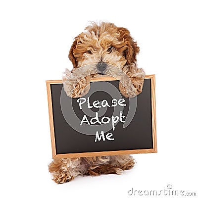 Havanese Crossbreed Holding Adopt Me Sign Stock Photo
