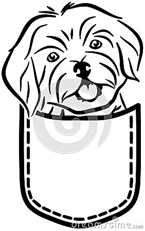 Havanese dog pocket Vector Illustration
