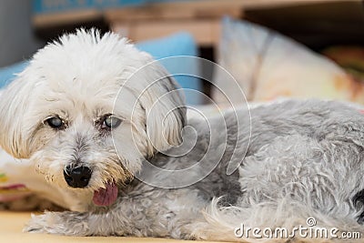 Blind Havanese with a long tongue Stock Photo