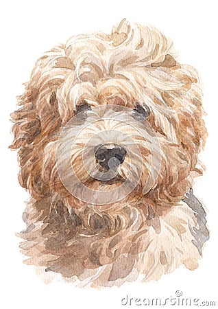 Water colour painting, doggy style, light brown shag, Havanese varieties 047 Stock Photo