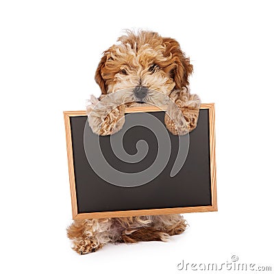 Havanese puppy holding blank chalk board sign Stock Photo