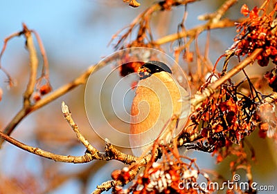 Have Ed bullfinch Stock Photo