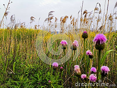 Have a out in spring. Chinese Tomb sweeping day. Stock Photo