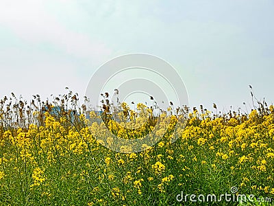 Have a out in spring. Chinese Tomb sweeping day. Stock Photo