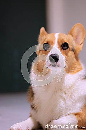 Fair the Corgi Looking Up Right to her Breeder Stock Photo