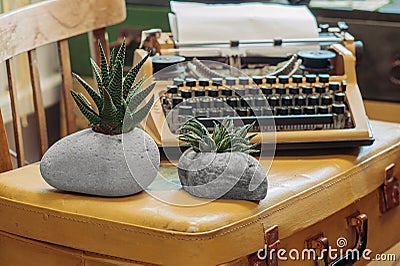 Havortia succulent in pot made of natural sea stone. unpretentious house plants. diy pot with your own hands. simple ideas for Stock Photo