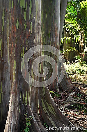 Hawaii Eucalyptus Rainbow Tree Stock Photo