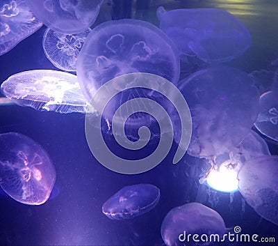 Hawaii jellyfish extravaganza Stock Photo