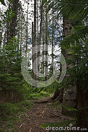 Hawaii Pines Stock Photo