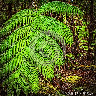 dense vegitation Stock Photo