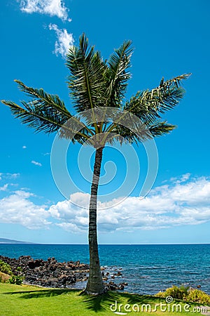 Hawaiian beach background. Enjoying paradise in Hawaii. Panorama tropical landscape of summer scenery with palm trees Stock Photo