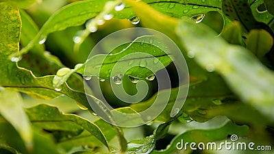 Hawaiian fern Stock Photo