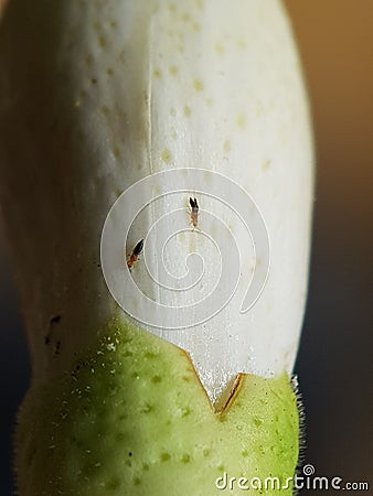 Thrips injure on citrus flower in Viet nam. Stock Photo