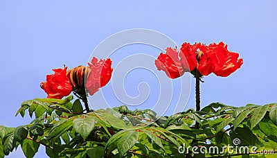 Hawaiian flowers Stock Photo