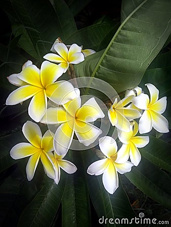 Hawaiian flowers Stock Photo