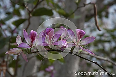 Hawaiian flowers growing on tree limb, Hawaii, USA Stock Photo