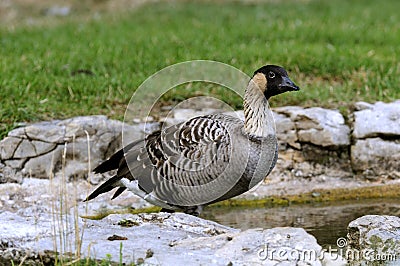 Hawaiian Goose, Stock Photo