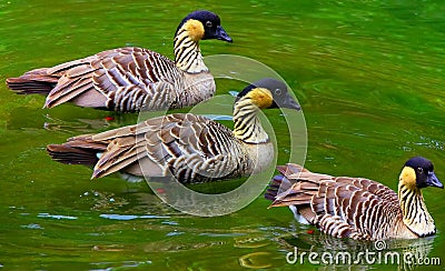 Hawaiian goose Stock Photo