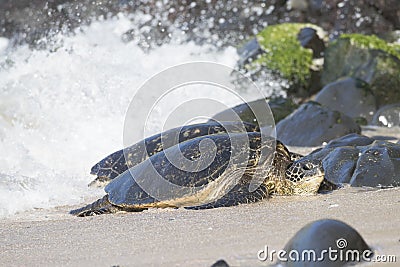 Hawaiian Green Ear Sea turtle making landfall Stock Photo