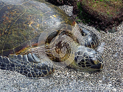 Hawaiian Green Sea Turtle Stock Photo