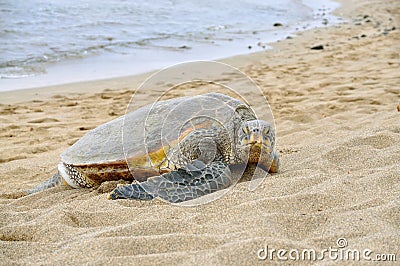 Hawaiian Green Sea Turtle Stock Photo