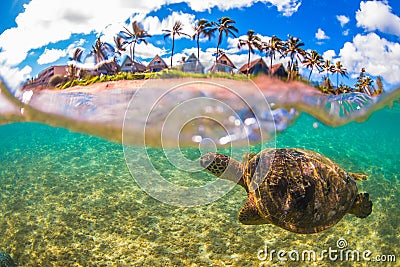 Hawaiian Green Sea Turtle cruising in the warm waters of the Pacific Ocean Stock Photo