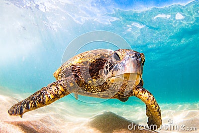 Hawaiian Green Sea Turtle cruising in the warm waters of the Pacific Ocean Stock Photo