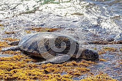 Hawaiian green sea turtle eating algae and basking for body warmth on the shores of Laniakea Beach in Oahu, Hawaii Stock Photo