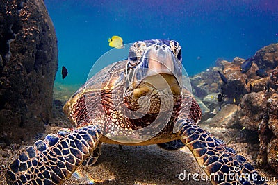 Hawaiian Green Sea Turtle Stock Photo