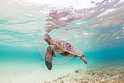 Hawaiian Green Sea Turtle Stock Photo