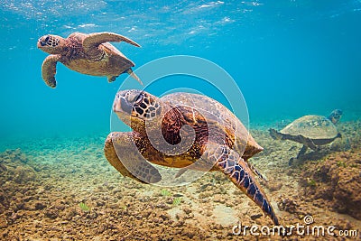 Hawaiian Green Sea Turtle Stock Photo