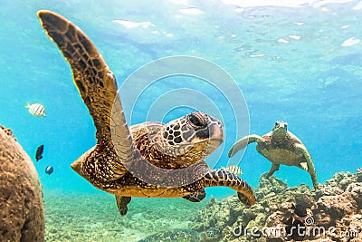 Hawaiian Green Sea Turtle Stock Photo