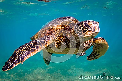 Hawaiian Green Sea Turtle Stock Photo