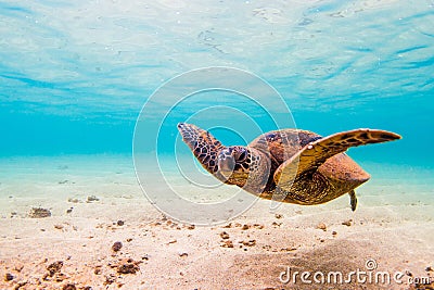 Hawaiian Green Sea Turtle Stock Photo