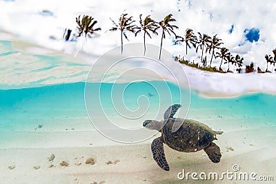 Hawaiian Green Sea Turtle Stock Photo