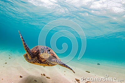 Hawaiian Green Sea Turtle Stock Photo