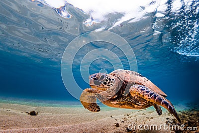 Hawaiian Green Sea Turtle Stock Photo