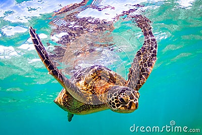 Hawaiian Green Sea Turtle Stock Photo