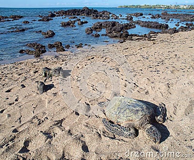 Hawaiian green sea turtle (honu, Chelonia mydas) Stock Photo