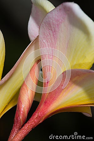 Hawaiian Lei pedals with early morning dew Stock Photo