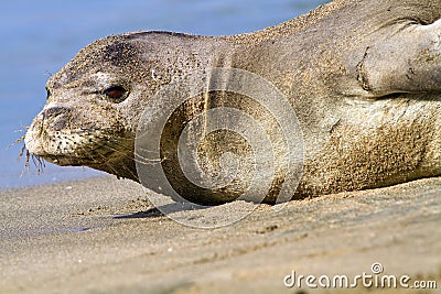 Hawaiian Monk Seal On Beach Stock Photo