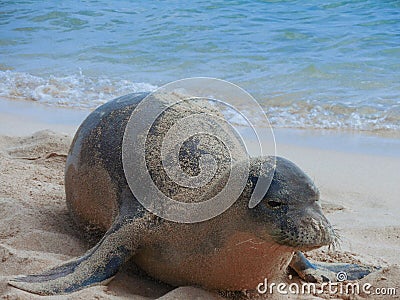 Hawaiian monk seal Stock Photo