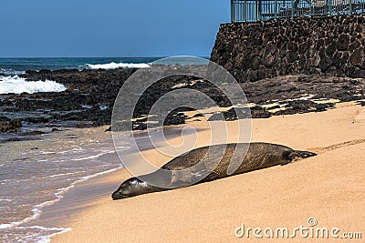 Seal at Poipu beach, Kauai, Hawaii Stock Photo