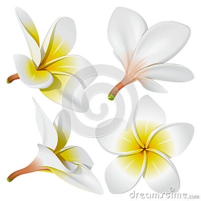 Hawaiian necklace flowers Vector Illustration