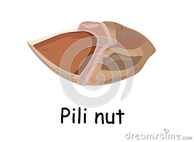 Hawaiian Pili nut. Exotic products. Walnut pili. illustration isolated on white background. Useful vegan food. Nuts are good Vector Illustration